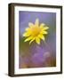 Yellow Wildflower Among Purple Flowers-Ellen Anon-Framed Photographic Print