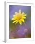 Yellow Wildflower Among Purple Flowers-Ellen Anon-Framed Photographic Print