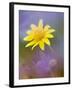 Yellow Wildflower Among Purple Flowers-Ellen Anon-Framed Photographic Print