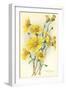 Yellow Wildflowers-null-Framed Art Print