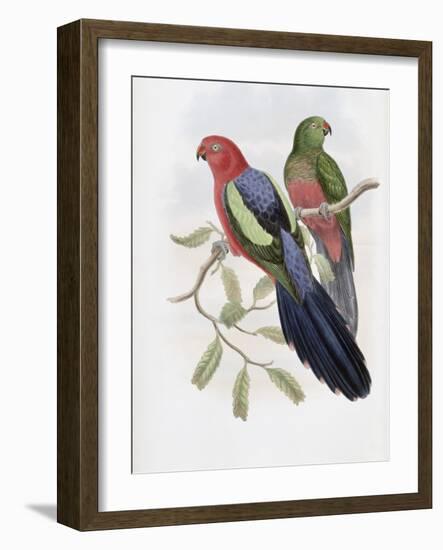 Yellow Winged King Parrot-John Gould-Framed Giclee Print