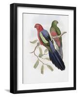 Yellow Winged King Parrot-John Gould-Framed Giclee Print