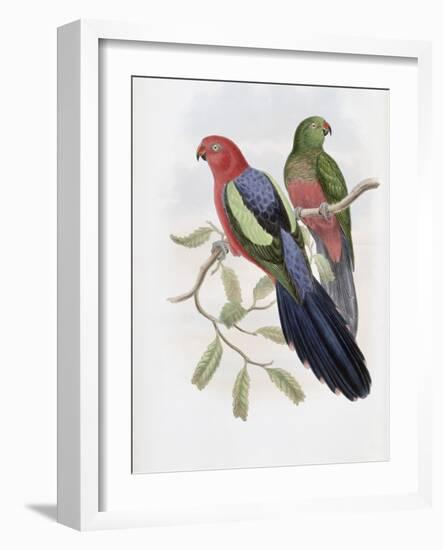 Yellow Winged King Parrot-John Gould-Framed Giclee Print