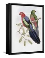 Yellow Winged King Parrot-John Gould-Framed Stretched Canvas