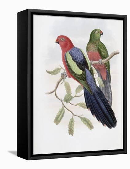 Yellow Winged King Parrot-John Gould-Framed Stretched Canvas