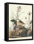 Yellow-Winged Sparrow-John James Audubon-Framed Stretched Canvas