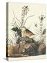 Yellow-Winged Sparrow-John James Audubon-Stretched Canvas