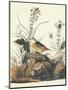 Yellow-Winged Sparrow-John James Audubon-Mounted Art Print