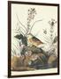 Yellow-Winged Sparrow-John James Audubon-Framed Art Print