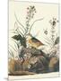 Yellow-Winged Sparrow-John James Audubon-Mounted Art Print