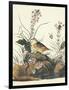 Yellow-Winged Sparrow-John James Audubon-Framed Art Print