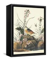 Yellow-Winged Sparrow-John James Audubon-Framed Stretched Canvas