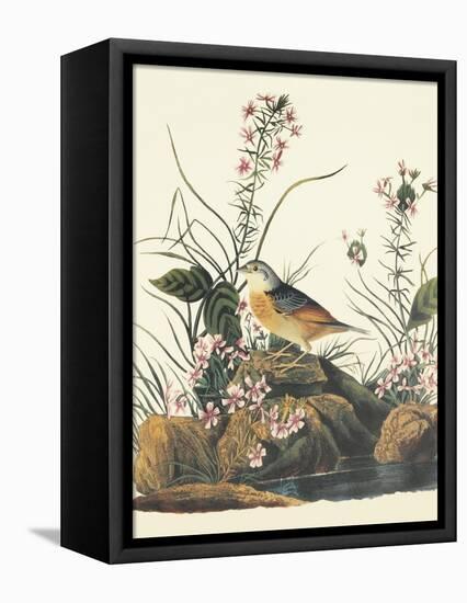 Yellow-Winged Sparrow-John James Audubon-Framed Stretched Canvas