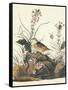 Yellow-Winged Sparrow-John James Audubon-Framed Stretched Canvas