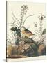 Yellow-Winged Sparrow-John James Audubon-Stretched Canvas