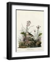 Yellow Winged Sparrow-null-Framed Premium Giclee Print