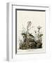 Yellow Winged Sparrow-null-Framed Premium Giclee Print