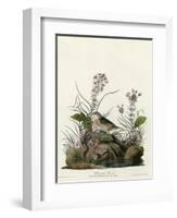 Yellow Winged Sparrow-null-Framed Giclee Print