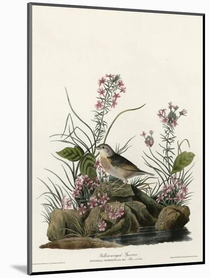 Yellow Winged Sparrow-null-Mounted Giclee Print
