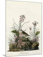 Yellow Winged Sparrow-null-Mounted Giclee Print