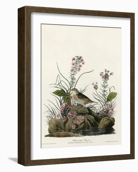 Yellow Winged Sparrow-null-Framed Giclee Print