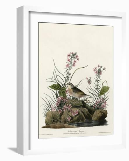 Yellow Winged Sparrow-null-Framed Giclee Print