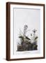 Brown Frame