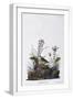 White Frame