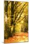 Yellow Wood-Philippe Sainte-Laudy-Mounted Photographic Print