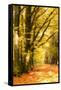 Yellow Wood-Philippe Sainte-Laudy-Framed Stretched Canvas