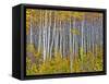 Yellow Woods I-David Drost-Framed Stretched Canvas