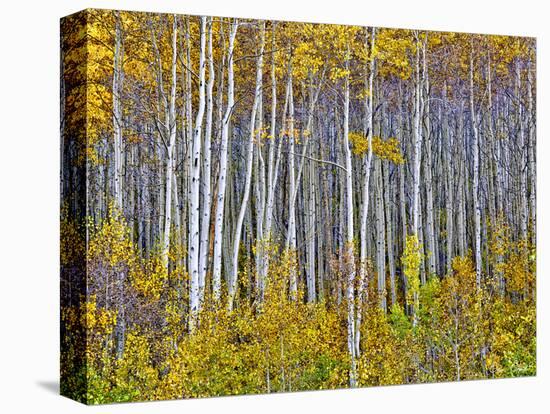 Yellow Woods I-David Drost-Stretched Canvas