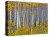 Yellow Woods I-David Drost-Stretched Canvas