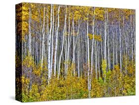 Yellow Woods I-David Drost-Stretched Canvas