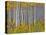 Yellow Woods I-David Drost-Stretched Canvas