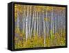 Yellow Woods I-David Drost-Framed Stretched Canvas