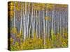 Yellow Woods I-David Drost-Stretched Canvas