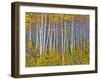 Yellow Woods I-David Drost-Framed Photographic Print