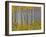 Yellow Woods I-David Drost-Framed Photographic Print
