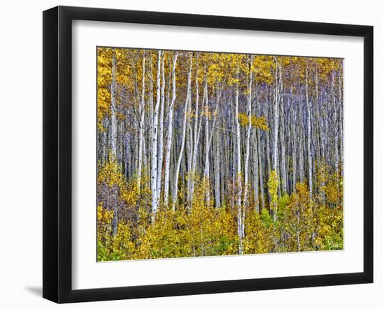 Yellow Woods I-David Drost-Framed Photographic Print