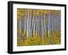 Yellow Woods I-David Drost-Framed Photographic Print