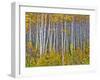 Yellow Woods I-David Drost-Framed Photographic Print