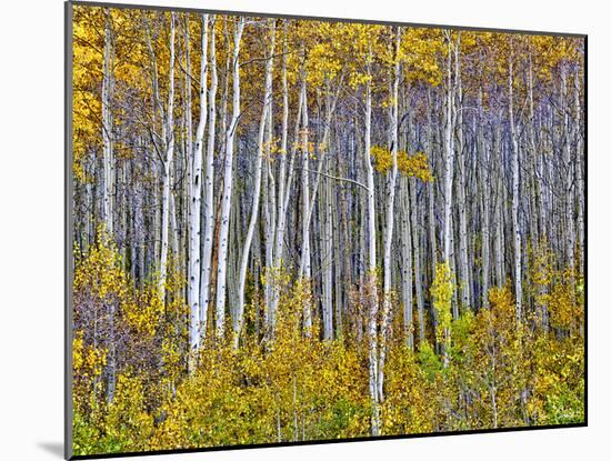 Yellow Woods I-David Drost-Mounted Photographic Print