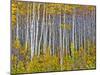 Yellow Woods I-David Drost-Mounted Photographic Print