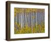 Yellow Woods I-David Drost-Framed Photographic Print