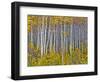 Yellow Woods I-David Drost-Framed Photographic Print