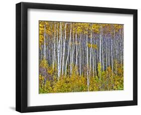 Yellow Woods I-David Drost-Framed Photographic Print