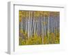 Yellow Woods I-David Drost-Framed Photographic Print