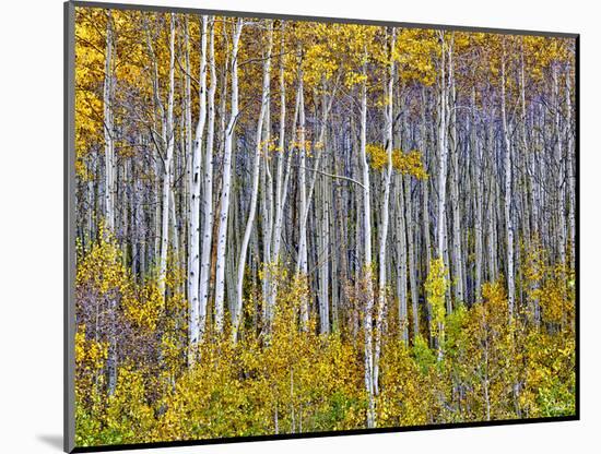 Yellow Woods I-David Drost-Mounted Photographic Print