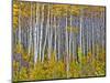 Yellow Woods I-David Drost-Mounted Photographic Print